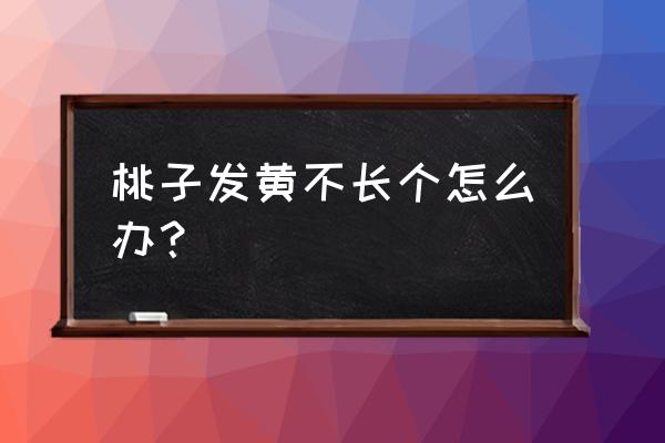 桃树叶子发黄用什么办法最好 桃子发黄不长个怎么办？