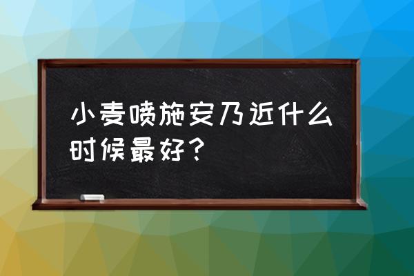 明日之后怎么买到小麦种子 小麦喷施安乃近什么时候最好？