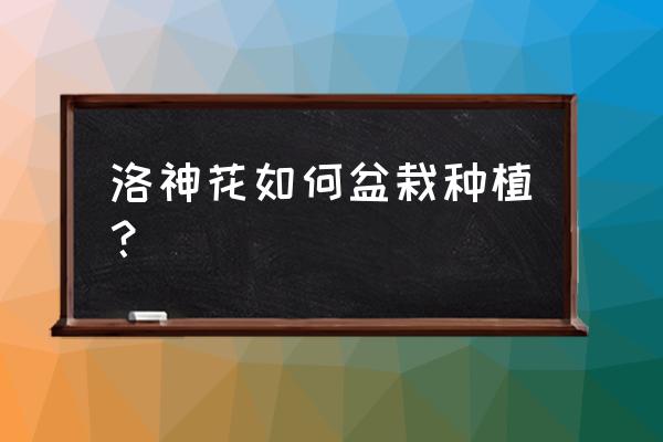 阳台花盆种植洛神花 洛神花如何盆栽种植？