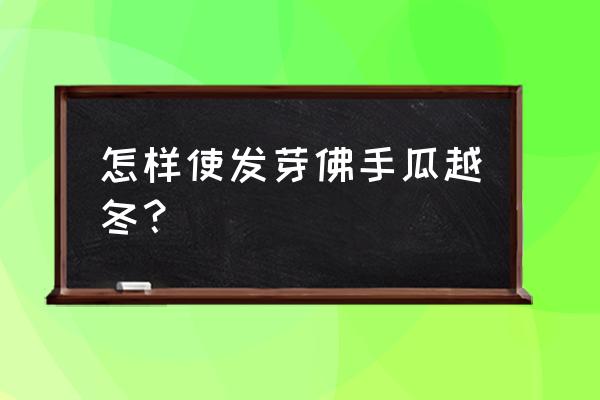 北方露地佛手瓜根过冬 怎样使发芽佛手瓜越冬？