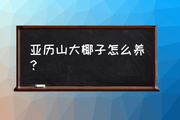 槟榔怎么浇水能高产 亚历山大椰子怎么养？