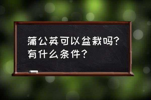 怎样栽种蒲公英 蒲公英可以盆栽吗?有什么条件？