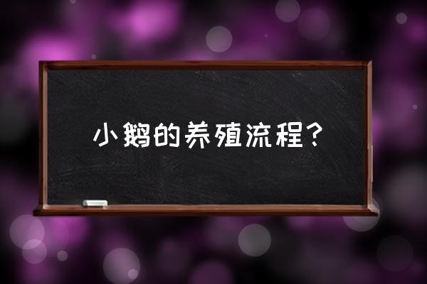 小鹅瘟的流行与有效防治措施 小鹅的养殖流程？