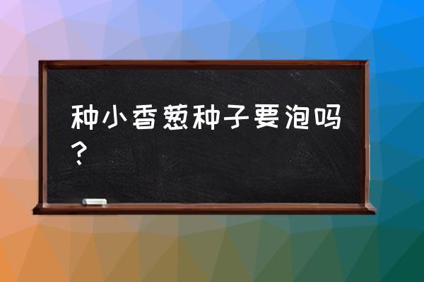 花盆种香葱种子的正确方法 种小香葱种子要泡吗？