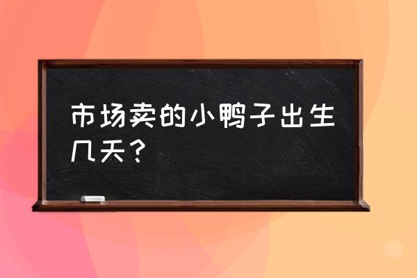 鸭子一般养多少天可以出售 市场卖的小鸭子出生几天？