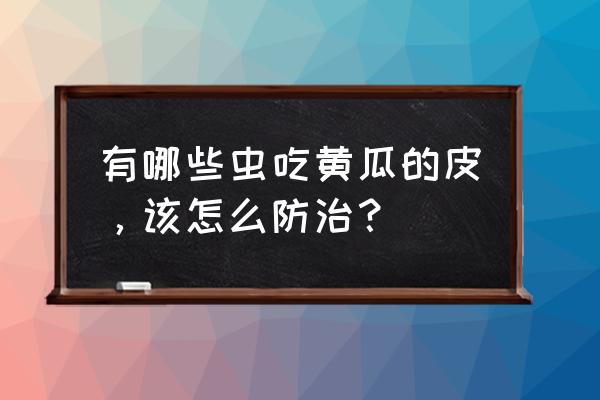 黄瓜叶子有黄斑点小妙招 有哪些虫吃黄瓜的皮，该怎么防治？