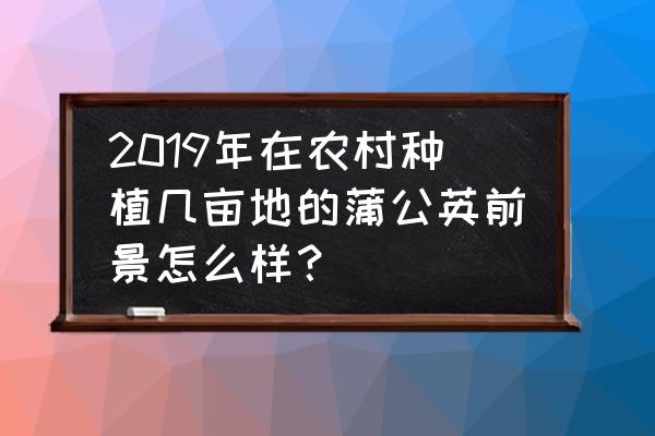 自己种植的蒲公英去哪里卖 2019年在农村种植几亩地的蒲公英前景怎么样？