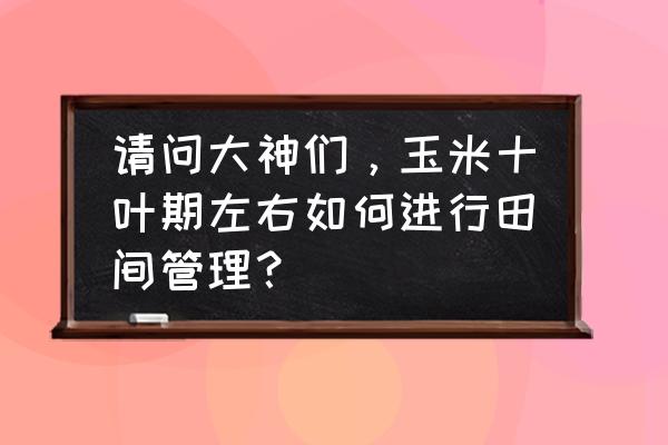 目前玉米的管理 请问大神们，玉米十叶期左右如何进行田间管理？