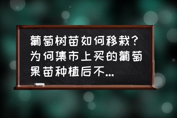 葡萄移栽快速生根方法 葡萄树苗如何移栽？为何集市上买的葡萄果苗种植后不长大也不死？