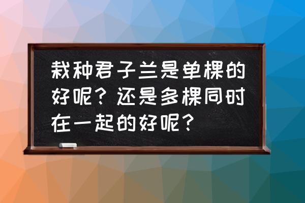 君子兰养几棵最吉利 栽种君子兰是单棵的好呢？还是多棵同时在一起的好呢？