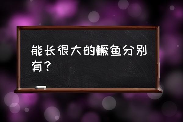 鳜鱼大的好养还是小的好养 能长很大的鳜鱼分别有？