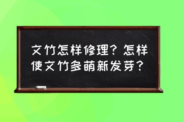 文竹种子怎么种土里不发芽呀 文竹怎样修理？怎样使文竹多萌新发芽？