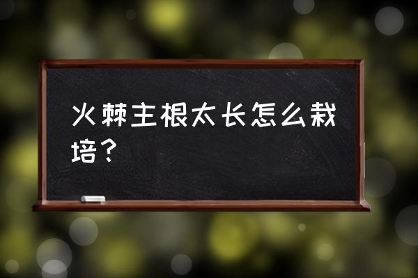 火棘怎么养才好养 火棘主根太长怎么栽培？