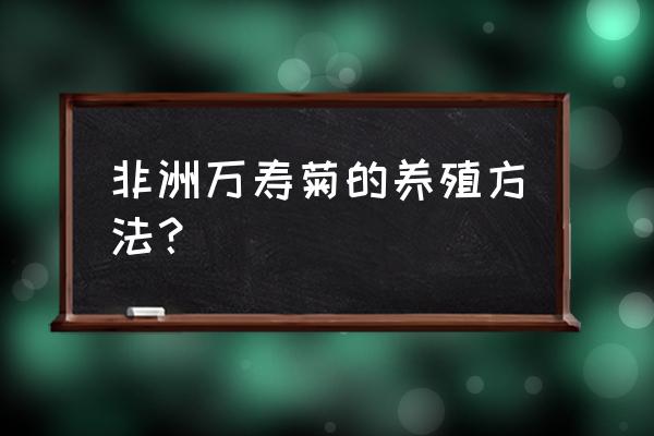 万寿菊种植方法和注意事项 非洲万寿菊的养殖方法？