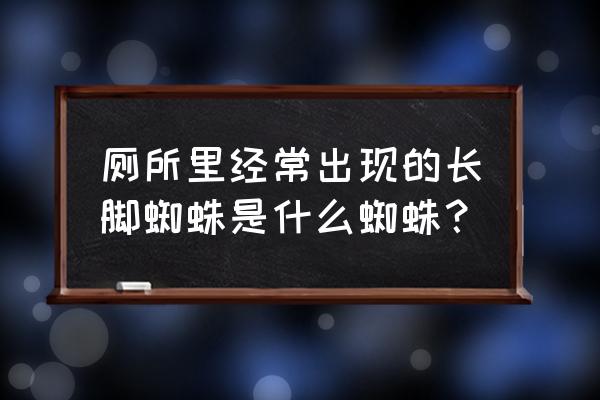 洗手池底下的长虫子是什么虫子 厕所里经常出现的长脚蜘蛛是什么蜘蛛？