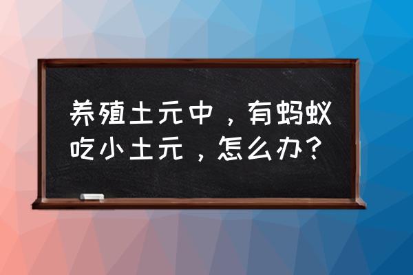 野生土元怎么养殖 养殖土元中，有蚂蚁吃小土元，怎么办？