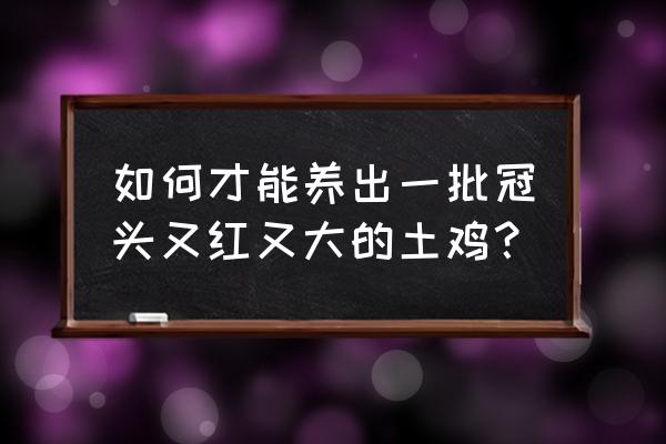 我的世界怎么养殖鸡 如何才能养出一批冠头又红又大的土鸡？