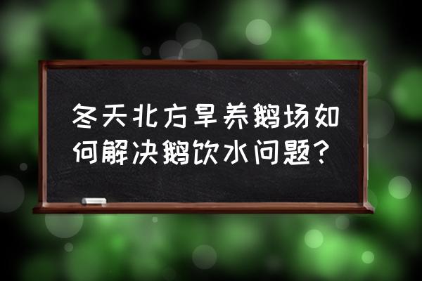 冬天养鹅的最佳方法 冬天北方旱养鹅场如何解决鹅饮水问题？