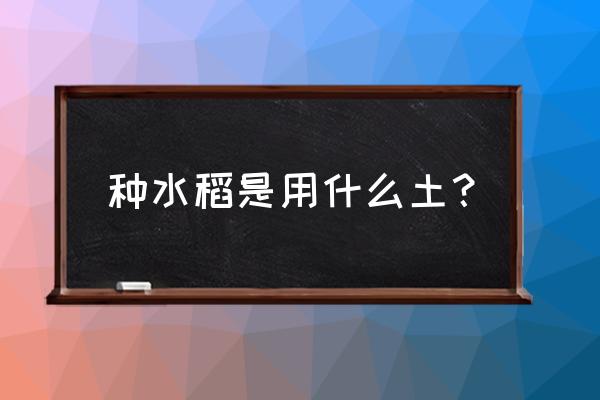 在水面上种水稻怎么种 种水稻是用什么土？