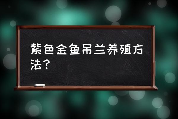 金鱼吊兰怎么养才长得粗壮 紫色金鱼吊兰养殖方法？