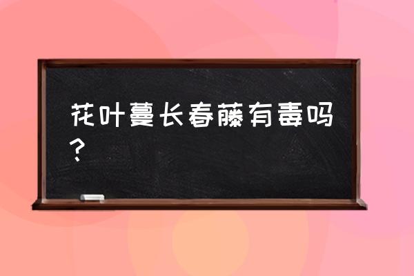 花叶蔓养殖方法 花叶蔓长春藤有毒吗？