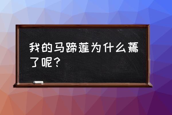 马蹄莲叶子发黄解决办法 我的马蹄莲为什么蔫了呢？