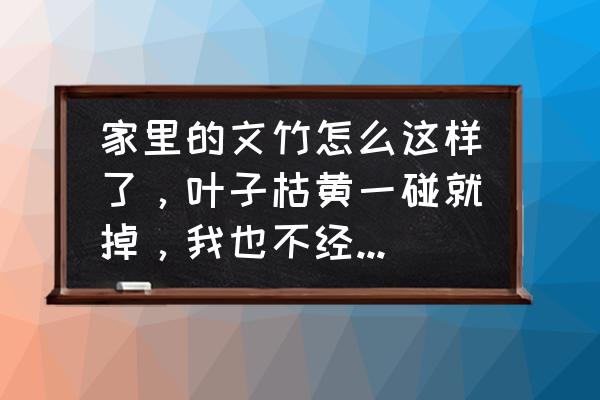 文竹全黄叶了怎么处理 家里的文竹怎么这样了，叶子枯黄一碰就掉，我也不经常浇水，应该不会根烂了？