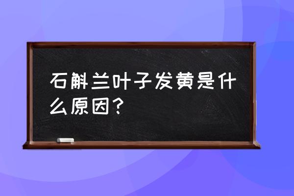 石斛兰黄叶怎么解决 石斛兰叶子发黄是什么原因？