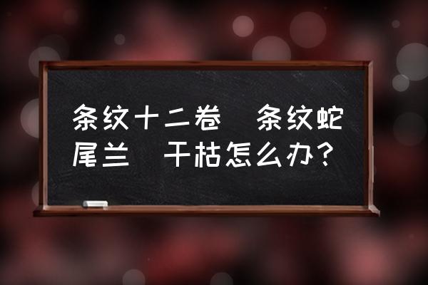 十二卷适合家里养殖吗有毒吗 条纹十二卷（条纹蛇尾兰)干枯怎么办？