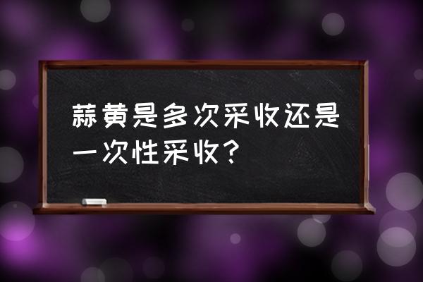 种植蒜黄全过程 蒜黄是多次采收还是一次性采收？