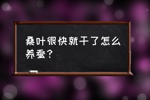 养蚕桑叶容易干有啥好办法 桑叶很快就干了怎么养蚕？