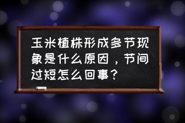 玉米矮小不长是什么原因怎么补救 玉米植株形成多节现象是什么原因，节间过短怎么回事？