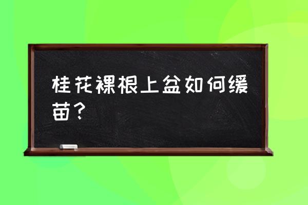 九里香裸根栽种办法 桂花裸根上盆如何缓苗？