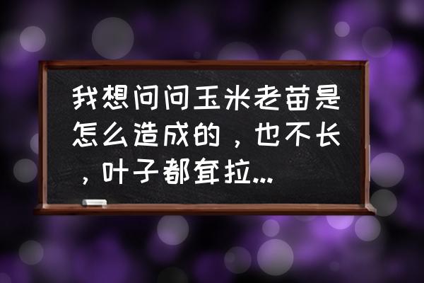 玉米苗发紫发红是啥病用什么药 我想问问玉米老苗是怎么造成的，也不长，叶子都耷拉着，叶子紫色这是什么原因？