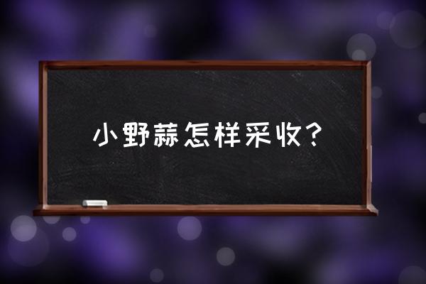 挖蒜最佳时间表 小野蒜怎样采收？