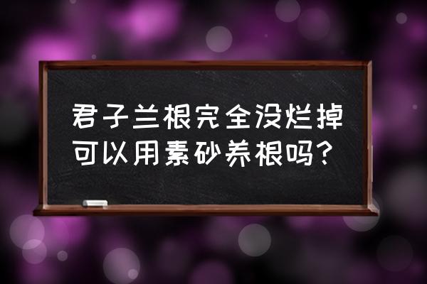 君子兰怎样养根才能养得好 君子兰根完全没烂掉可以用素砂养根吗？