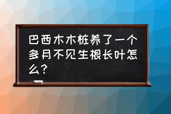 巴西木木桩能直接插土里养吗 巴西木木桩养了一个多月不见生根长叶怎么？