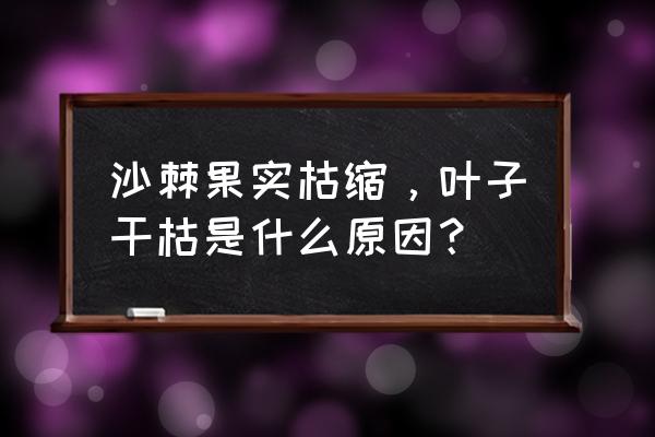 沙棘为什么不能长期喝 沙棘果实枯缩，叶子干枯是什么原因？