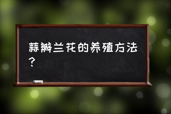 种蒜头的正确方法盆栽 蒜瓣兰花的养殖方法？