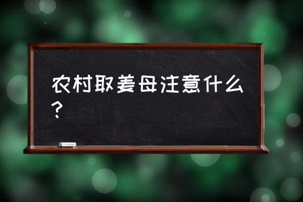 生姜烂根死苗用什么防 农村取姜母注意什么？