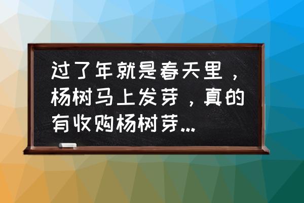 做苗木怎么找销路 过了年就是春天里，杨树马上发芽，真的有收购杨树芽的吗？我们这边有大批量？