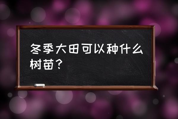 冬天种什么花好看又易种呢 冬季大田可以种什么树苗？