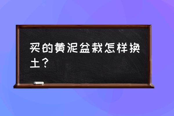 植物大战僵尸怎么用泥土呢 买的黄泥盆栽怎样换土？