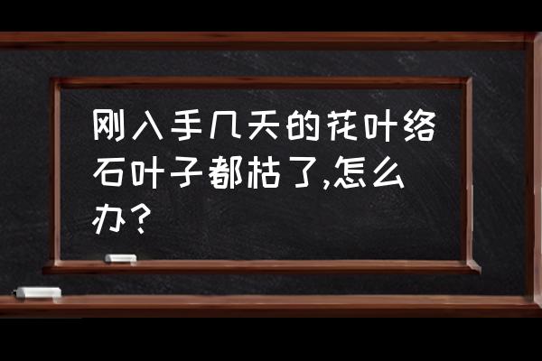 风油精兑水浇花对植物有什么危害 刚入手几天的花叶络石叶子都枯了,怎么办？