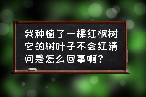 红枫树是不是四季不落叶的 我种植了一棵红枫树它的树叶子不会红请问是怎么回事啊？