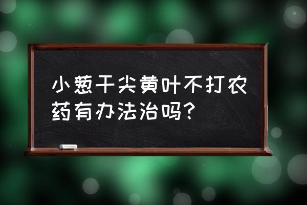 小葱干尖黄叶不打农药有办法治吗 小葱干尖黄叶不打农药有办法治吗？