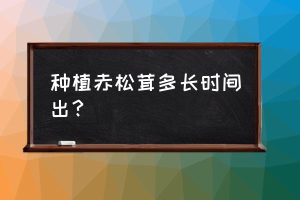 赤松茸最新种植技术 种植赤松茸多长时间出？