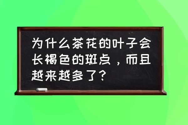 金鱼吊兰叶子黄斑怎么补救 为什么茶花的叶子会长褐色的斑点，而且越来越多了？