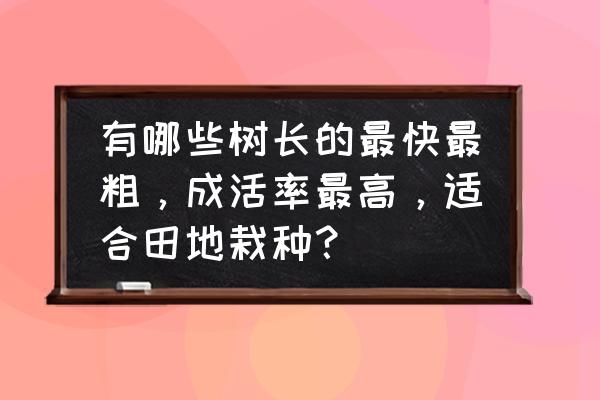 荒山可以种植速生杨吗 有哪些树长的最快最粗，成活率最高，适合田地栽种？