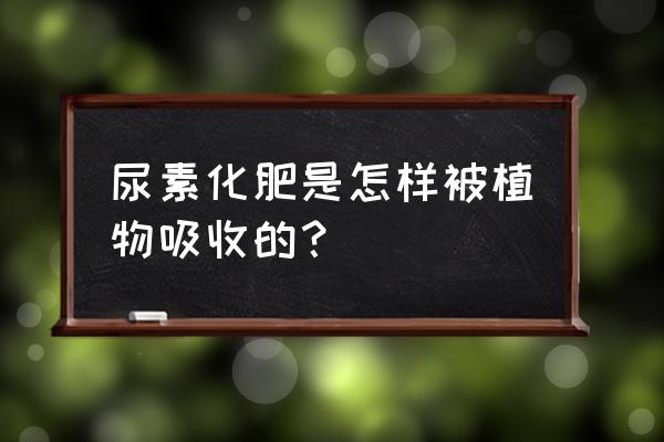 尿素吸收转化过程 尿素化肥是怎样被植物吸收的？